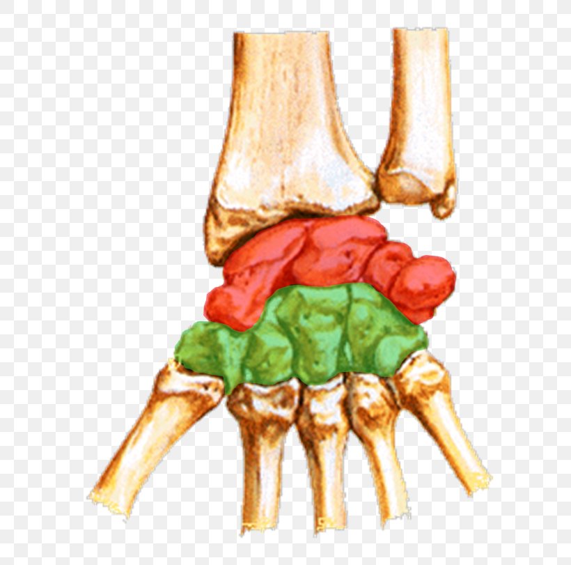 Scaphoid Bone Carpal Bones Wrist Trapezium Triquetral Bone, PNG, 633x811px, Scaphoid Bone, Arm, Bone, Carpal Bones, Distal Download Free
