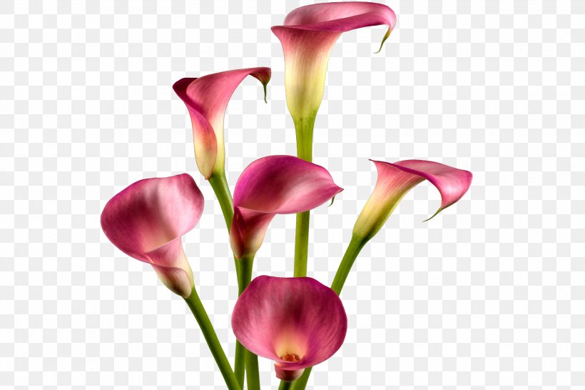 Arum-lily Lilium Callalily Flower Arum Lilies, PNG, 3000x2000px, Arumlily, Artificial Flower, Arum, Arum Lilies, Bud Download Free