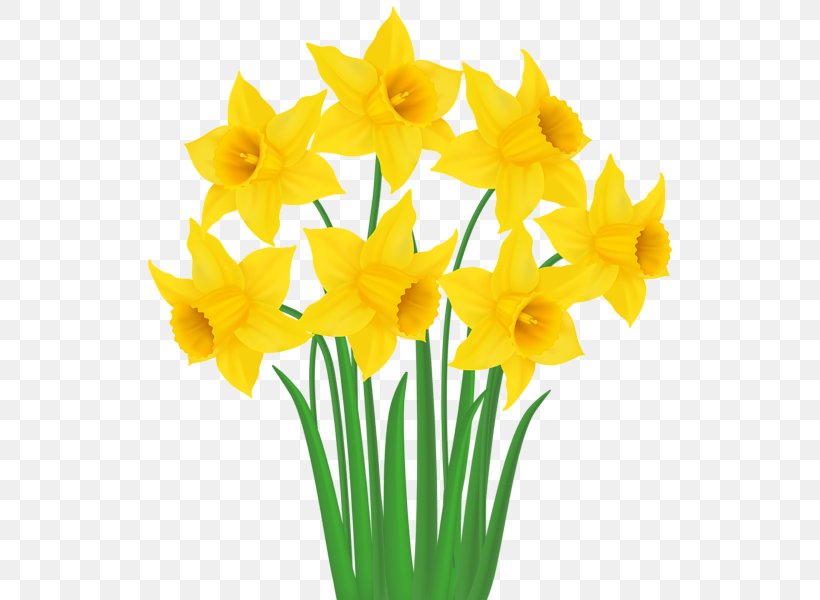 Daffodil Clip Art, PNG, 530x600px, Daffodil, Amaryllis Family, Cut Flowers, Drawing, Floristry Download Free
