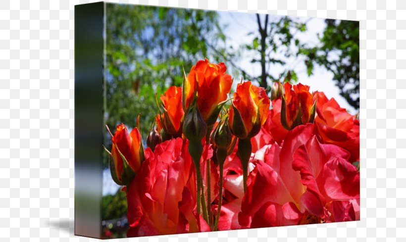 Floral Design Cut Flowers Tulip, PNG, 650x489px, Floral Design, Cut Flowers, Flora, Floristry, Flower Download Free
