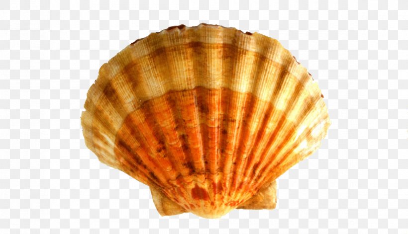 Great Scallop Norway Atlantic Cod Pecten Jacobaeus, PNG, 1160x667px, Great Scallop, Atlantic Cod, Clam, Clams Oysters Mussels And Scallops, Cockle Download Free