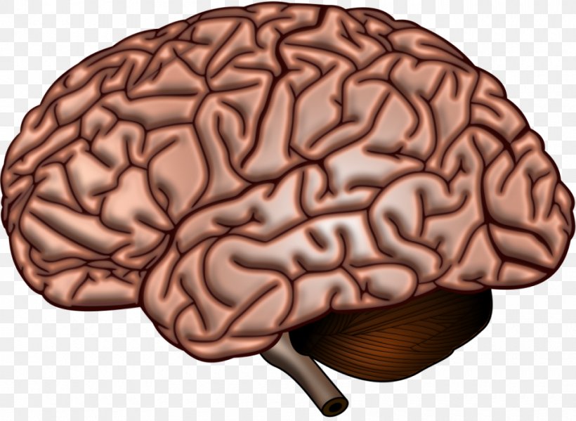 Human Brain Anatomy Neuroscience Cerebral Cortex, PNG, 960x702px, Watercolor, Cartoon, Flower, Frame, Heart Download Free