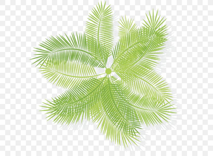 Leaf Burknar Arecaceae Fern Vascular Plant, PNG, 600x600px, Leaf, Arecaceae, Arecales, Bracken, Branch Download Free