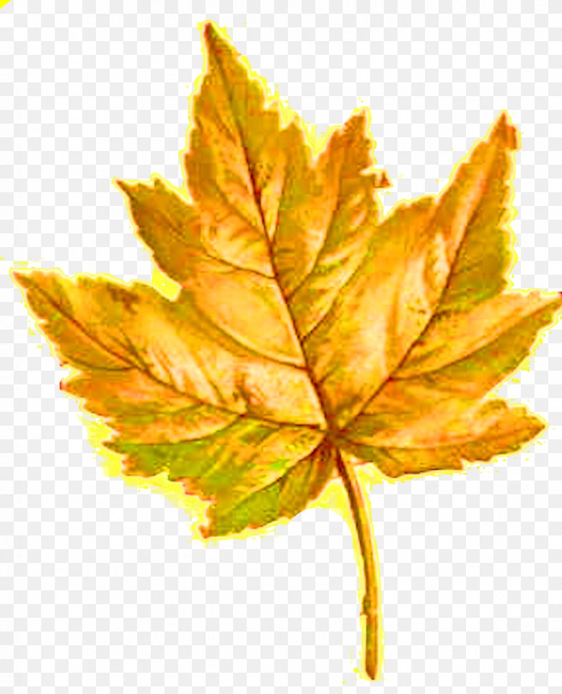 Maple Leaf Flower Photography Clip Art, PNG, 828x1021px, Maple Leaf, Flower, Leaf, Orange, Photography Download Free