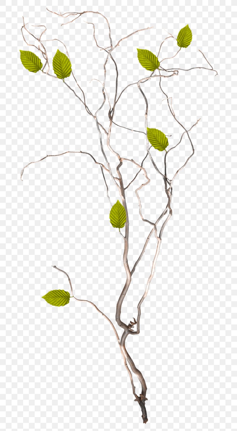 Twig /m/02csf Drawing Plant Stem Leaf, PNG, 740x1488px, Twig, Branch, Drawing, Flora, Floral Design Download Free