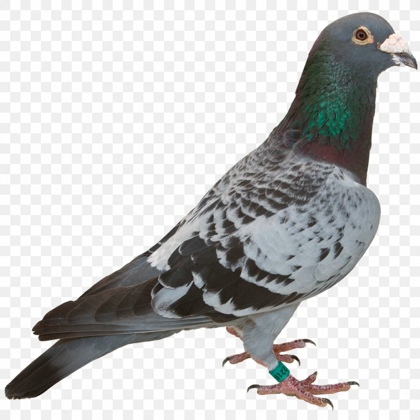 Bird Columbidae Stock Dove Domestic Pigeon Feather, PNG, 1024x1024px, Bird, Beak, Breed, Columbidae, Daughter Download Free