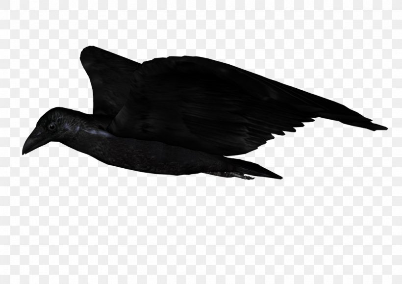 Duck American Crow Common Raven Beak Feather, PNG, 1024x724px, Duck, American Crow, Beak, Bird, Black And White Download Free