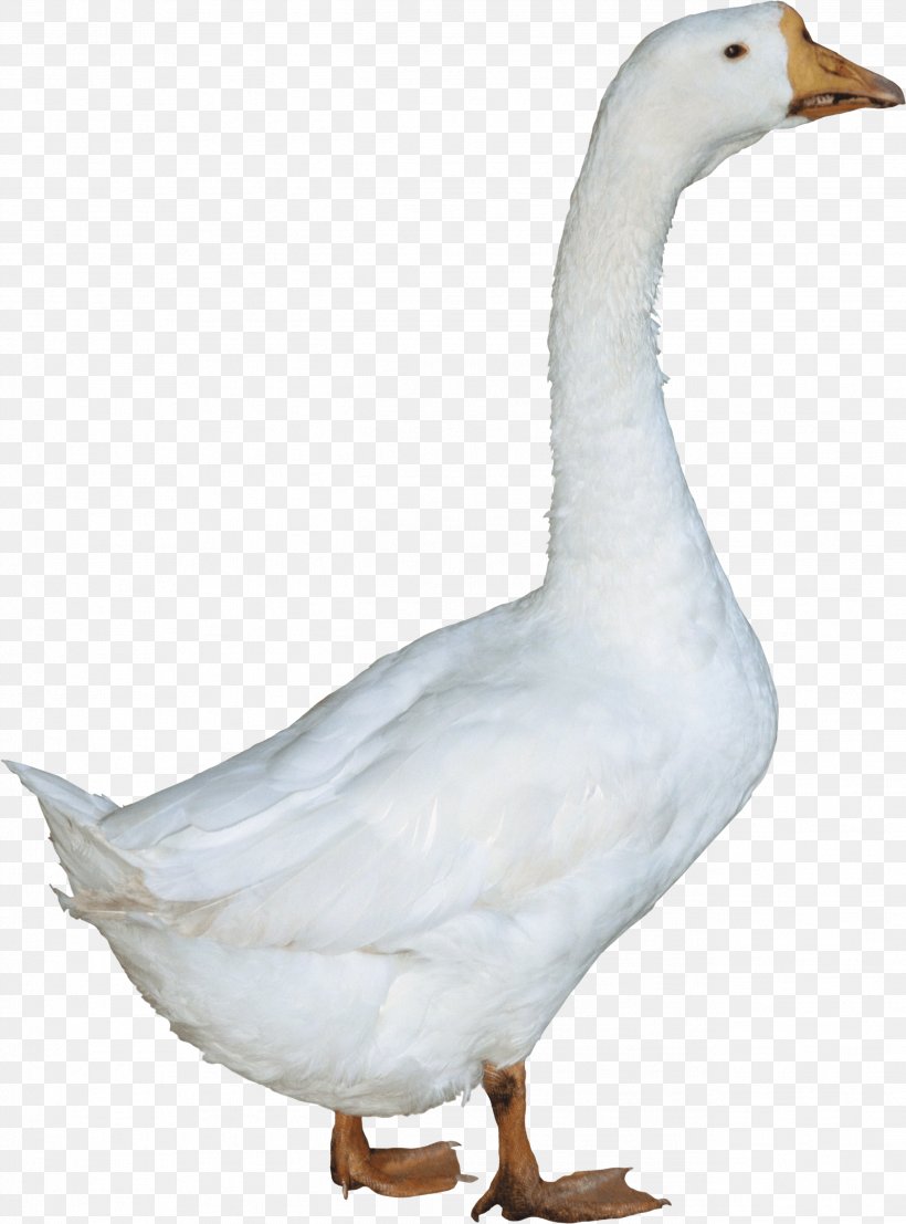 Duck Goose, PNG, 2594x3505px, American Pekin, Anatidae, Animal, Beak, Bird Download Free