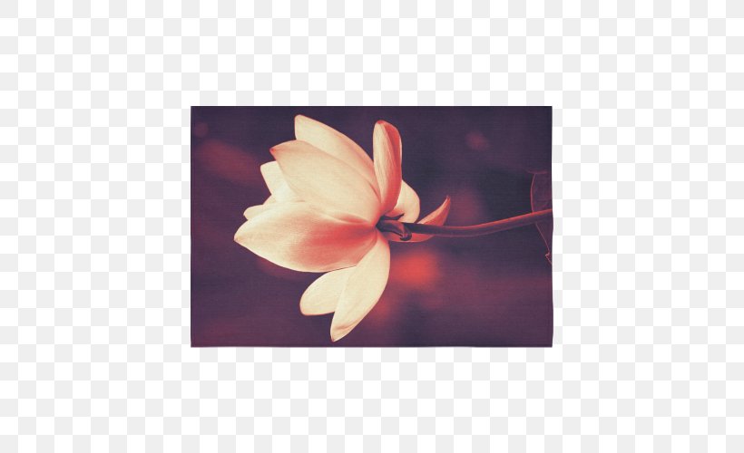 Petal Magnoliaceae Family, PNG, 500x500px, Petal, Family, Flower, Flowering Plant, Magnolia Download Free