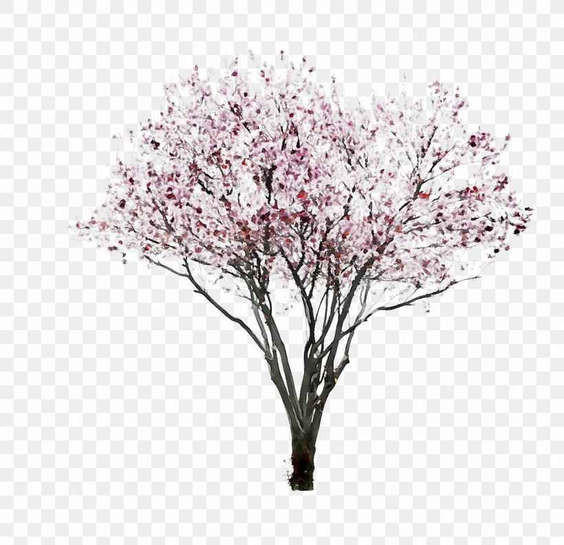 Cherry Blossom ST.AU.150 MIN.V.UNC.NR AD Flowering Plant Cherries Pink M, PNG, 1859x1796px, Cherry Blossom, Blossom, Branch, Cherries, Cut Flowers Download Free