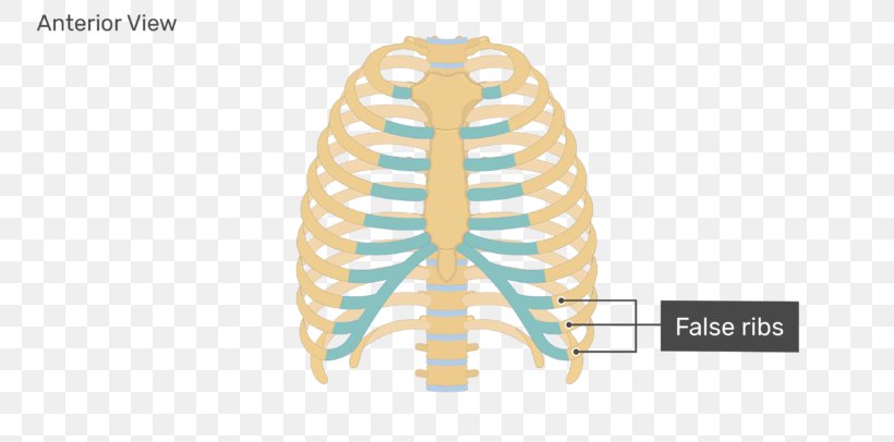 Clavicle Fracture Human Skeleton Axial Skeleton Sternum, PNG, 770x406px, Watercolor, Cartoon, Flower, Frame, Heart Download Free