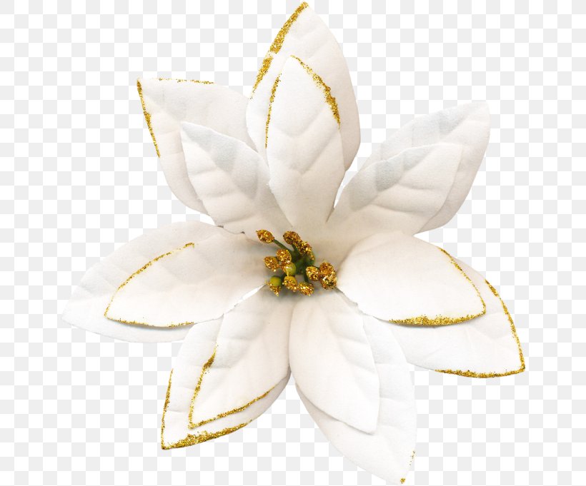 Flowering Plant, PNG, 650x681px, Flowering Plant, Flower, Petal, Plant, White Download Free