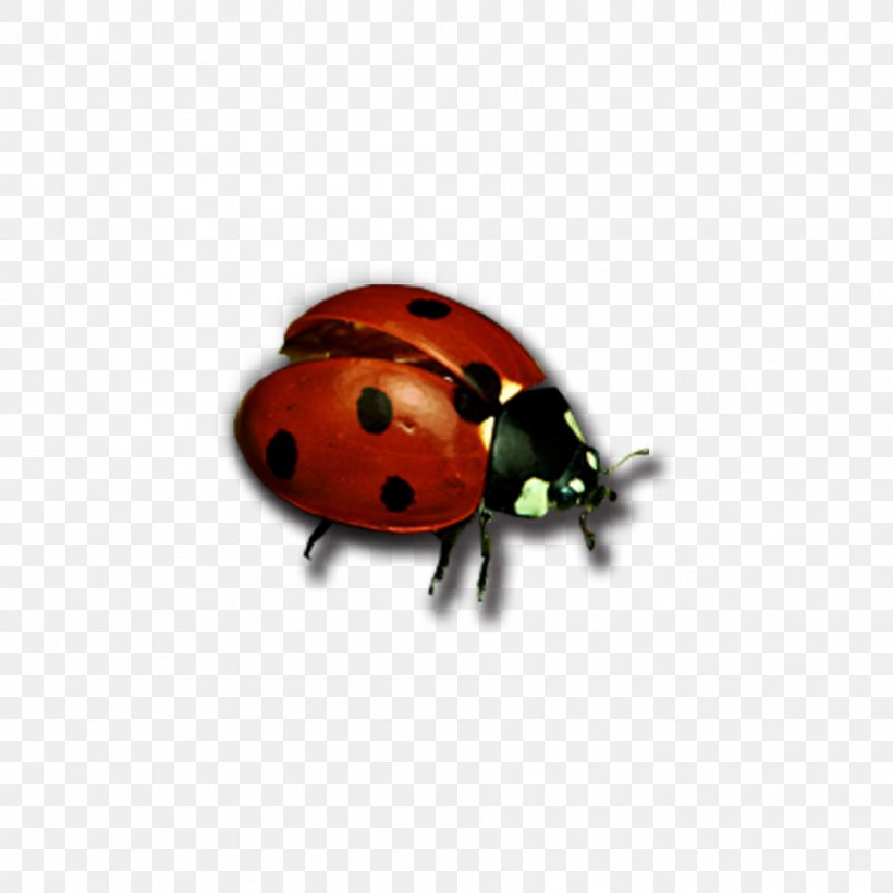 Beetle Ladybird Butterfly Antenna, PNG, 945x945px, Watercolor, Cartoon, Flower, Frame, Heart Download Free
