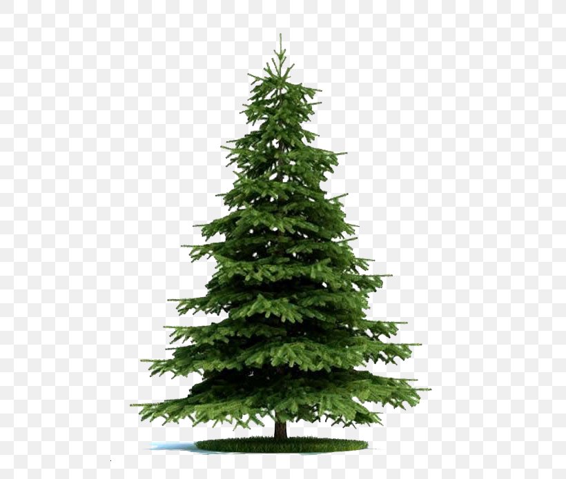Blue Spruce Tree Norway Spruce Plant Pine, PNG, 652x695px, 3d Computer Graphics, 3d Modeling, Blue Spruce, Bonsai, Christmas Decoration Download Free