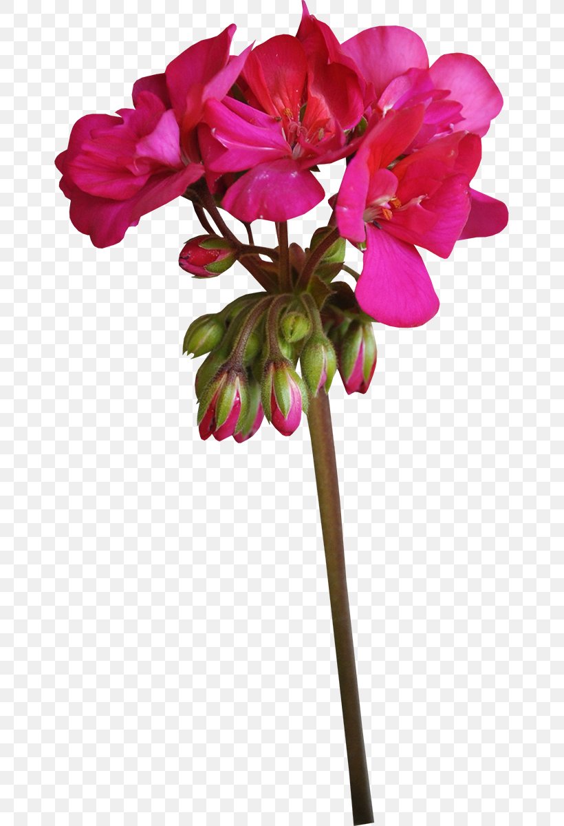 Cut Flowers Crane's-bill Plant Geraniums, PNG, 661x1200px, Flower, Annual Plant, Blossom, Crane Sbill, Cut Flowers Download Free