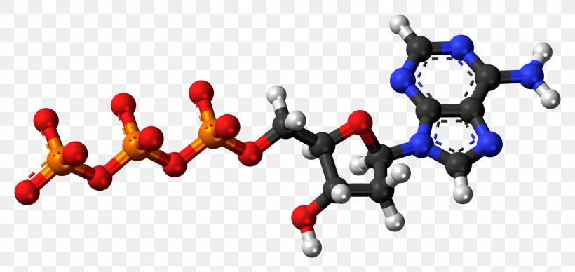 Adenosine Triphosphate Adenosine Diphosphate Adenosine Monophosphate Molecule, PNG, 2112x1000px, Adenosine Triphosphate, Adenine, Adenosine, Adenosine Diphosphate, Adenosine Monophosphate Download Free