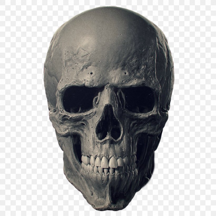 Animal Skulls Bone Human Skeleton, PNG, 1200x1200px, Skull, Anatomy, Animal Skulls, Appendicular Skeleton, Axial Skeleton Download Free