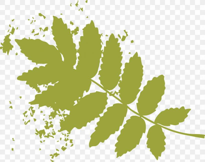 Plant Stem Leaf Flower Green Font, PNG, 833x661px, Plant Stem, Biology, Computer, Flower, Green Download Free