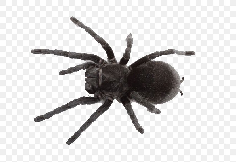 Spider Web Southern Black Widow Pet Tarantula, PNG, 800x564px, Spider, Arachnid, Argiope Bruennichi, Arthropod, Dream Download Free