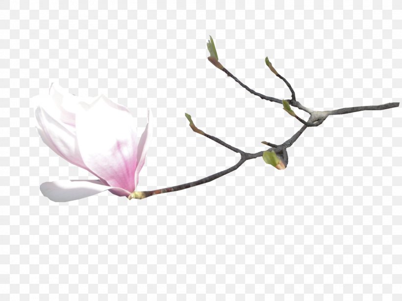 Flower Digital Image Petal, PNG, 1600x1200px, 8 Women, Flower, Blossom, Branch, Digital Image Download Free