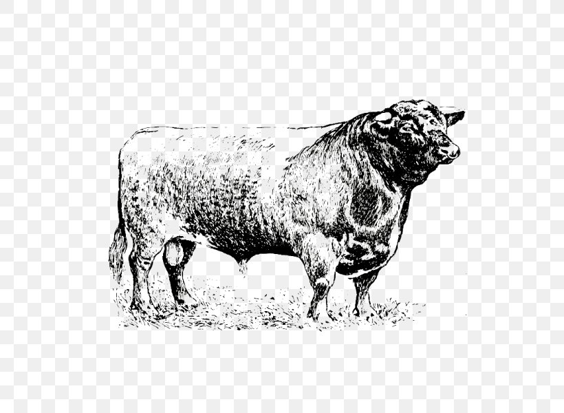 Sheep Cattle Ox Bull Horn, PNG, 600x600px, Sheep, Animal, Black And White, Bull, Cattle Download Free