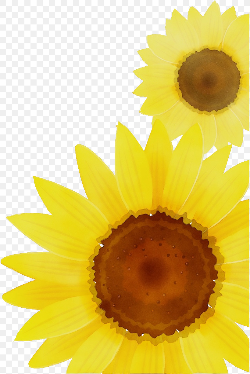 Sunflower, PNG, 816x1224px, Sunflower, Closeup, Paint, Petal, Summer Flower Download Free