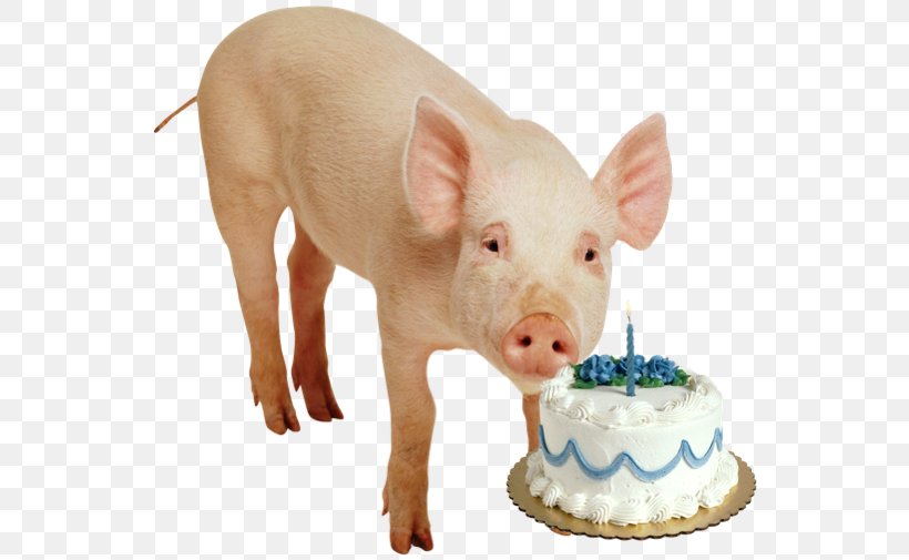 Birthday Cake Name Clip Art, PNG, 550x505px, Birthday Cake, Advertising, Birthday, Cake, Domestic Pig Download Free