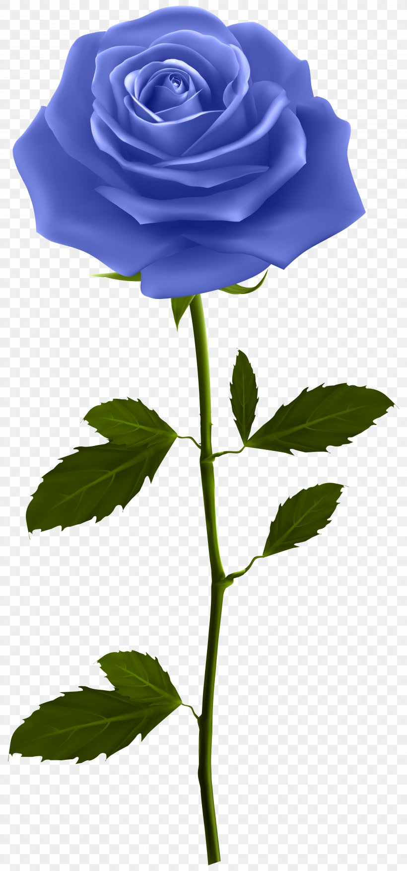 Blue Rose Flower Purple Clip Art, PNG, 3740x8000px, Rose, Blue, Blue Rose, Color, Cut Flowers Download Free