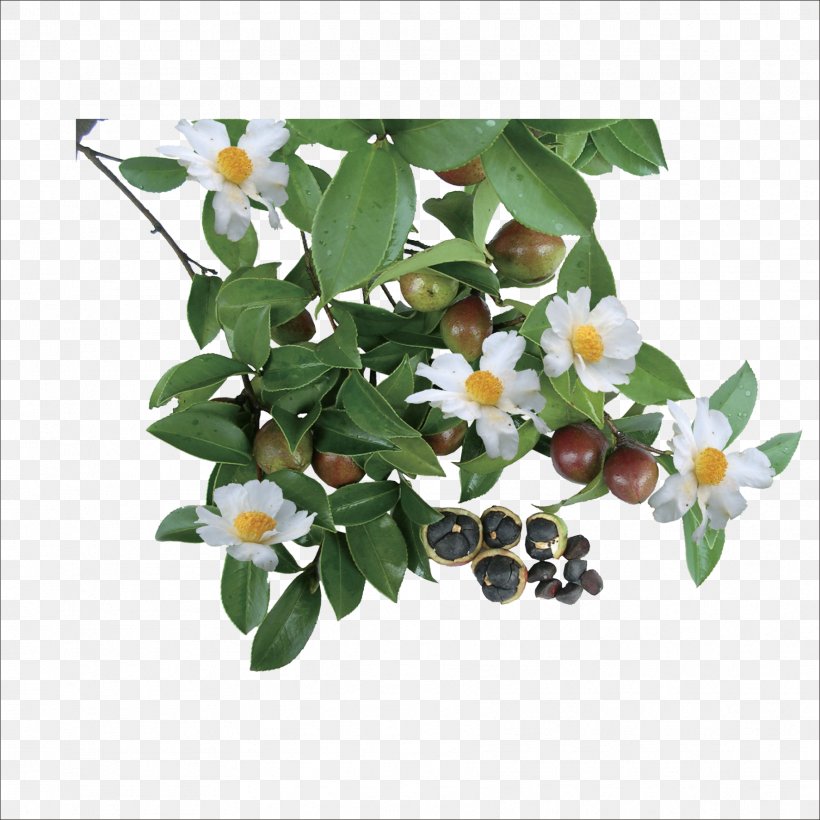 Green Tea Camellia Oleifera Camellia Sinensis Tea Seed Oil, PNG, 1773x1773px, Tea, Artificial Flower, Black Tea, Branch, Camellia Download Free