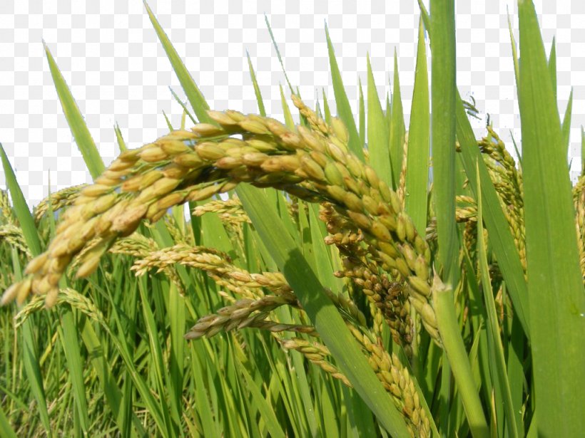 Rice Oryza Sativa, PNG, 1024x768px, Rice, Agriculture, Caryopsis, Cereal, Commodity Download Free