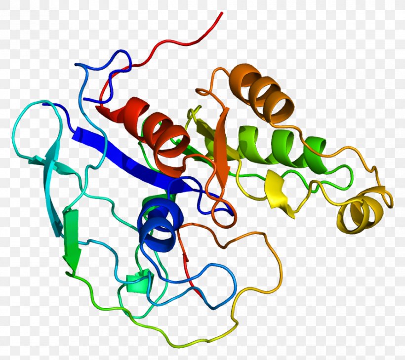 TNK2 Tyrosine Kinase Gene Human, PNG, 890x792px, Tnk2, Area, Art, Artwork, Enzyme Download Free