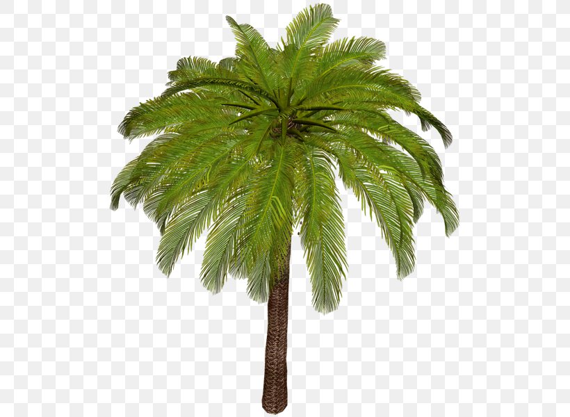 Asian Palmyra Palm Arecaceae Date Palm Attalea Speciosa Phoenix Canariensis, PNG, 525x600px, Asian Palmyra Palm, Arecaceae, Arecales, Attalea, Attalea Speciosa Download Free