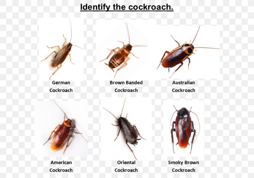 Australian Cockroach Insect Pest York, PNG, 600x576px, Cockroach, Aerosol, Animal, Arthropod, Australian Cockroach Download Free