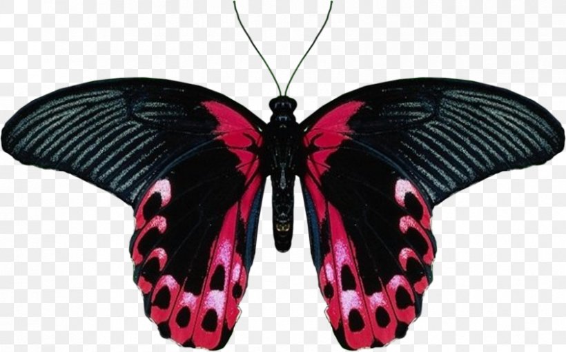 Butterfly Clip Art, PNG, 842x525px, Butterfly, Arthropod, Brush Footed Butterfly, Butterflies And Moths, Drawing Download Free