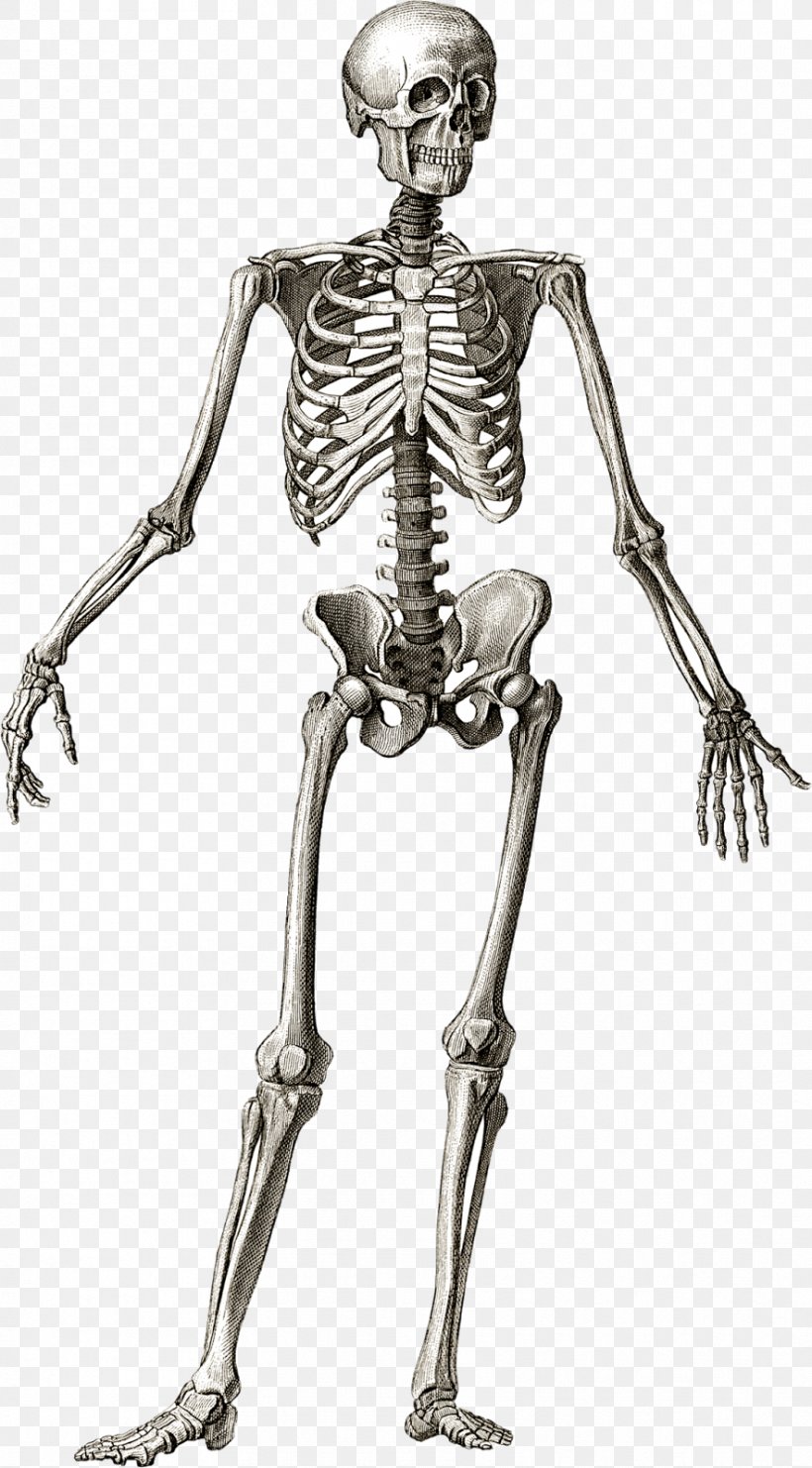 Human Skeleton Anatomy Bone Human Body, PNG, 885x1600px, Human Skeleton, Anatomy, Arm, Black And White, Bone Download Free