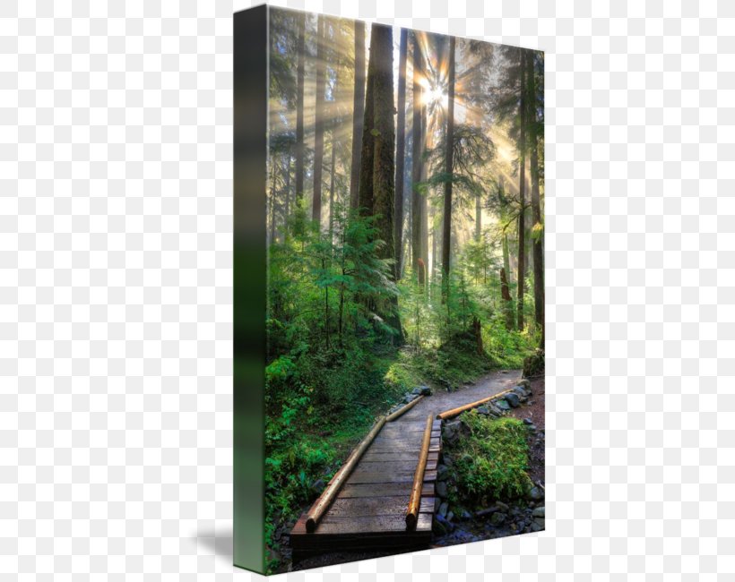 Mural Art Olympic Peninsula Forest Wallpaper, PNG, 406x650px, Mural, Acrylic Paint, Art, Artist, Biome Download Free