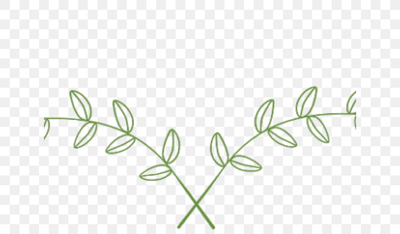 Plant Stem Leaf Flower Clip Art Grasses, PNG, 640x480px, Plant Stem, Botany, Branch, Branching, Flower Download Free