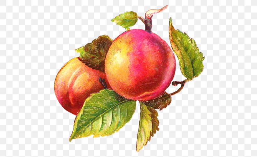 T-shirt Gift Label Art Sticker, PNG, 500x502px, Tshirt, Accessory Fruit, Apple, Art, Beet Download Free