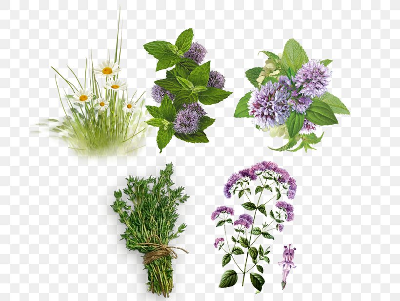 English Lavender Lemon Balm Tea Mint Plant, PNG, 698x616px, English Lavender, Black Tea, Cut Flowers, Floral Design, Flower Download Free