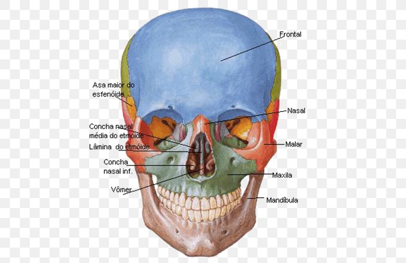 Frontal Bone Skull Sphenoid Bone Anatomy, PNG, 531x531px, Frontal Bone, Anatomy, Bone, Facial Skeleton, Frontal Sinus Download Free