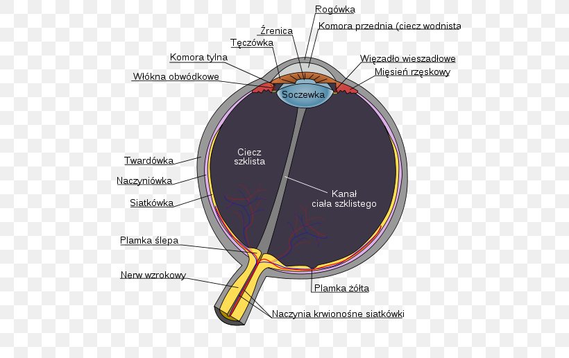 Human Eye Diagram Anatomy Visual Perception, PNG, 508x516px, Human Eye, Anatomy, Ciliary Body, Ciliary Muscle, Cornea Download Free