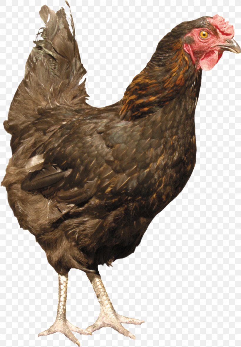 Silkie Fried Chicken Poultry, PNG, 1108x1600px, Silkie, Beak, Bird, Chicken, Chicken Coop Download Free