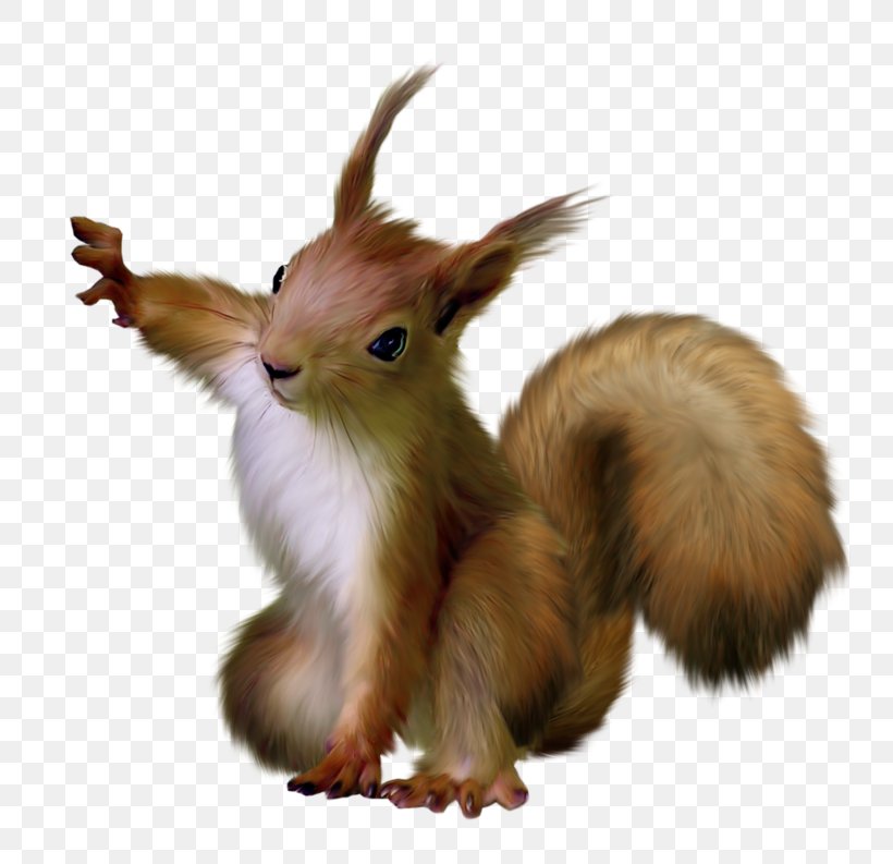 Squirrel Scrat Rodent Clip Art, PNG, 800x793px, Squirrel, Fauna, Fur, Mammal, Organism Download Free