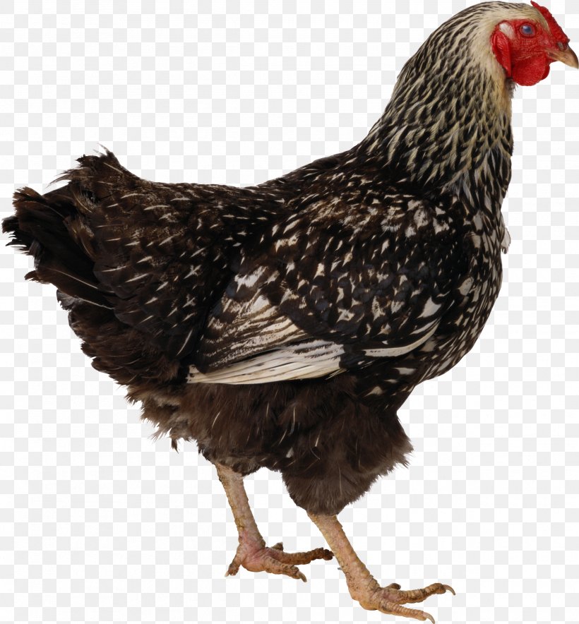 Chicken Meat Icon, PNG, 2495x2692px, Chicken, Beak, Bird, Buffalo Wing, Chicken Meat Download Free