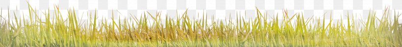 Green, PNG, 1920x228px, Green, Grass, Grass Family, Plant Stem, Yellow Download Free