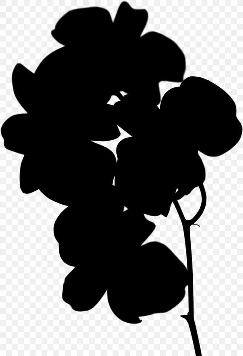 Moth Orchids Plants Flowering Plant, PNG, 1092x1600px, Orchids, Blackandwhite, Botany, Buddhism, Flower Download Free