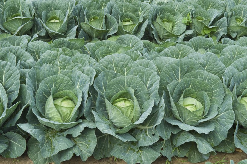 Cabbage Cauliflower Rutabaga Plant Vegetable, PNG, 1800x1198px, Cabbage, Agriculture, Brassica, Brassica Oleracea, Cabbage Family Download Free