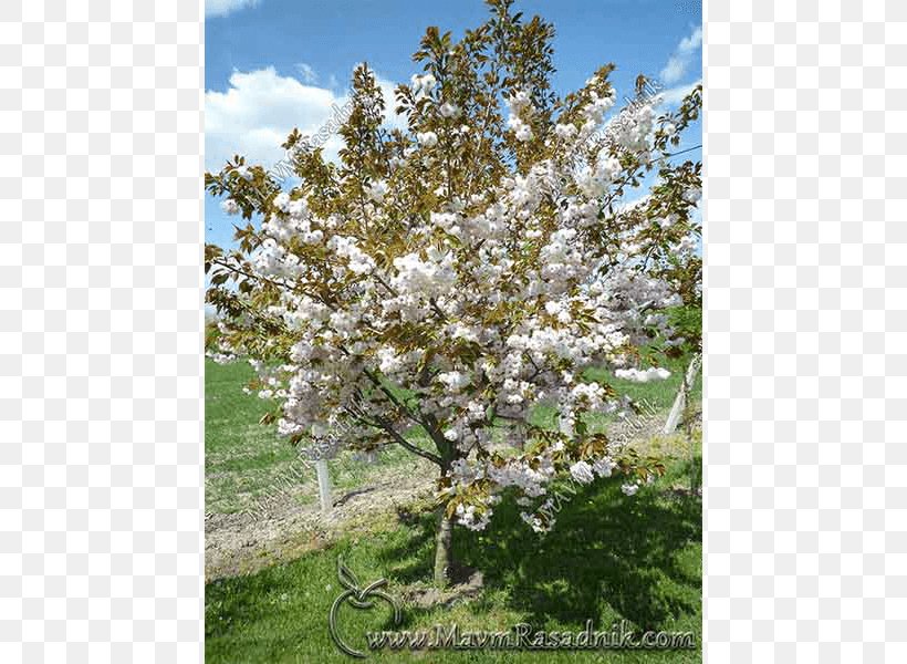East Asian Cherry Blossom Tree Shadbush, PNG, 800x600px, East Asian Cherry, Beauty, Blossom, Branch, Buddhism Download Free