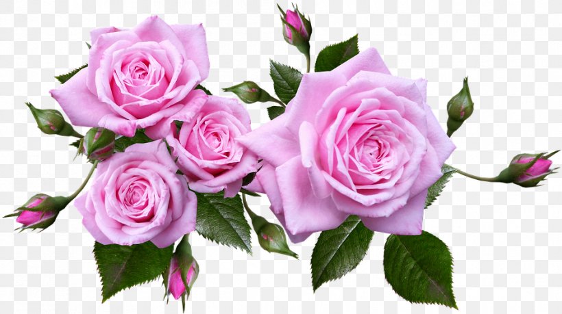 Garden Roses, PNG, 941x527px, Flower, Cut Flowers, Floribunda, Garden Roses, Petal Download Free