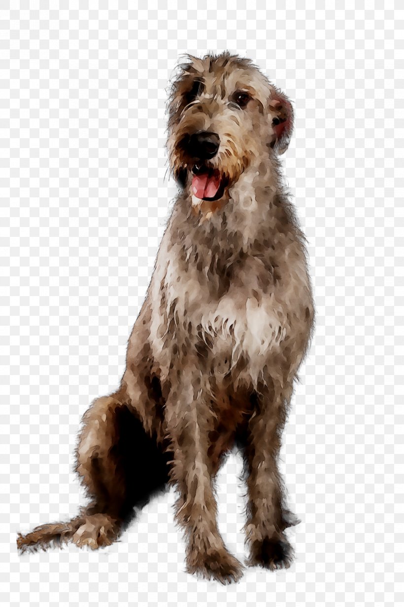 Glen Irish Terrier Dog Breed Dutch Smoushond Soft-coated Wheaten Terrier, PNG, 1650x2475px, Glen, Bosnian Coarsehaired Hound, Bread Pans Molds, Breed, Canidae Download Free